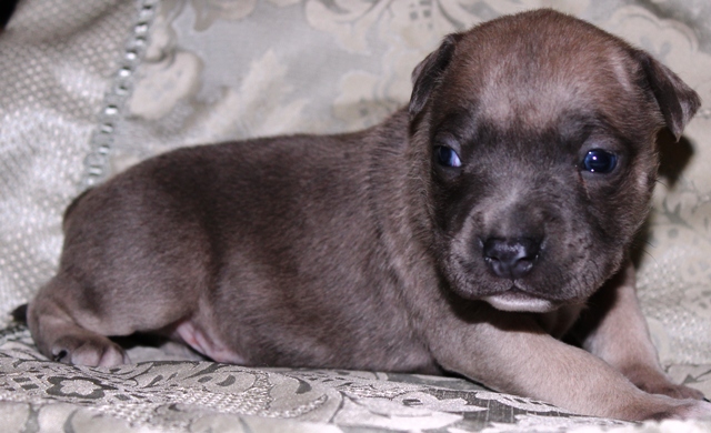 DDDawgs Frankie Gonna Thongya